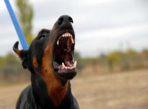 Dog Bite Lawsuits
