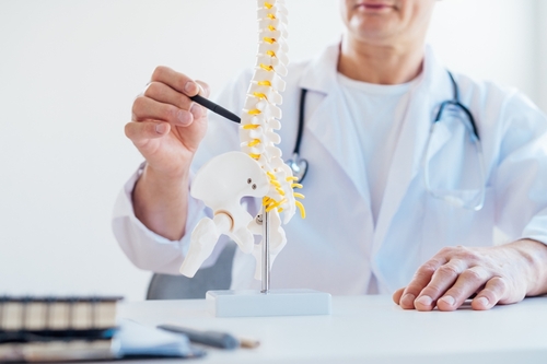 A doctor examining a model of a spine